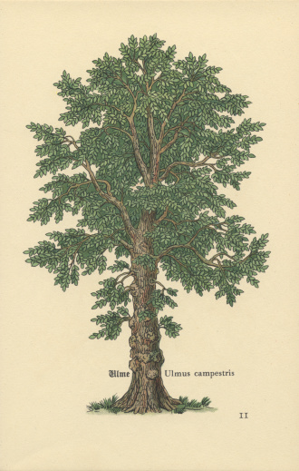 Scanned from the original vintage bookplate, circa late 1800s. It was printed on light ivory paper that has a bit of texture to it. The tree is a Dutch Elm, or as it says on the bookplate, \