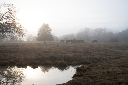 Beef cattle feeding at the hay ring with farm pond in the foreground in winter on afoggy morning. Soft focus cattle in the distance in a pasture in the cold season.
