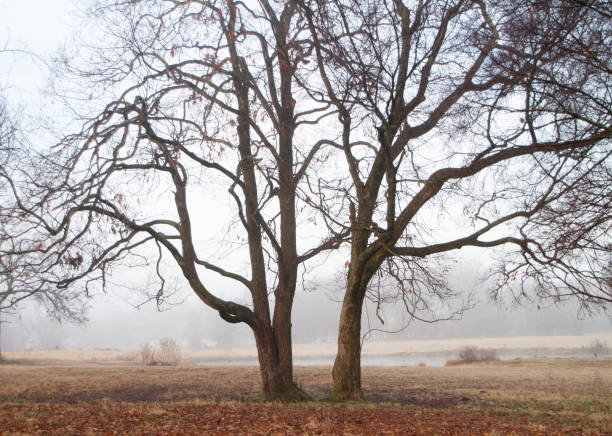 Two large trees side by side in a winter meadow with bare branches and brown grass in Oklahoma. Large trees with spreading branches, foggy morning.