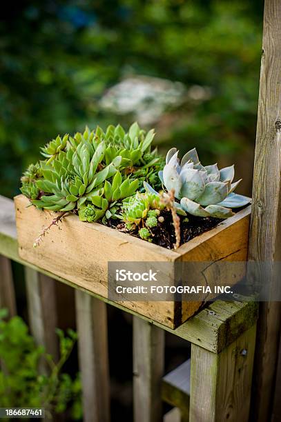 Grüne Pflanzen In Heim Und Garten Stockfoto und mehr Bilder von Holzkiste - Holzkiste, Strauch, Aussicht genießen