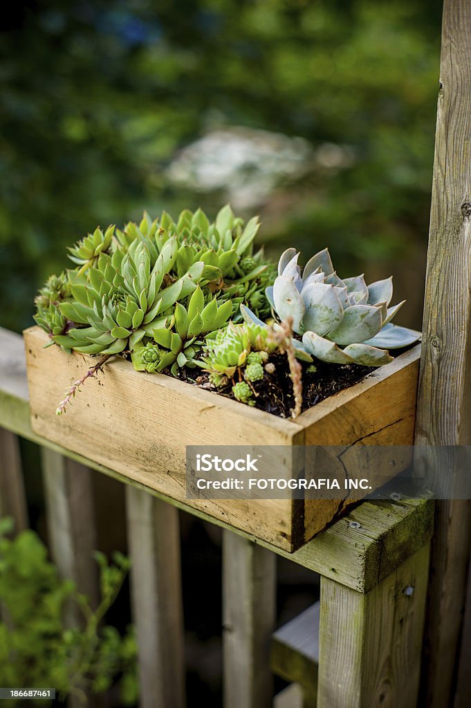 Plantas verdes em casa e jardim - Foto de stock de Arbusto royalty-free