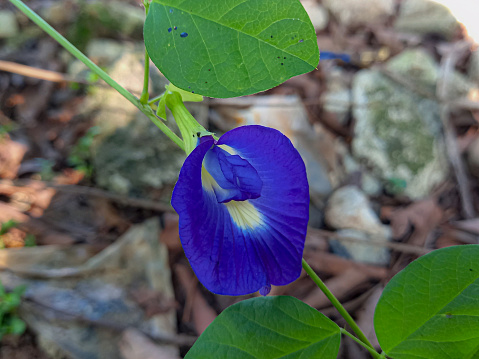 Ternate butterfly pea (Latin: Clitoria ternatea) is an endemic plant species native to the island of Ternate which belongs to the Fabaceae family.