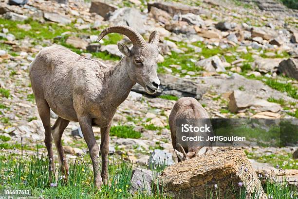 Pair Of Young Bighorn Sheep Stock Photo - Download Image Now - Animal, Animal Behavior, Animal Wildlife
