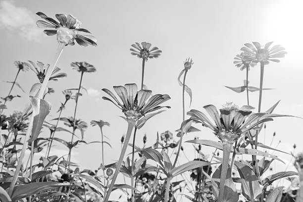 istock Colorful Zinnia flower 186687728