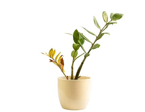 Zamioculcas zamifolia plant with dry leaves isolated on white background