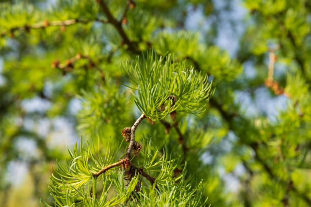 istock soft green needles on larch in spring, close-up 1866878432