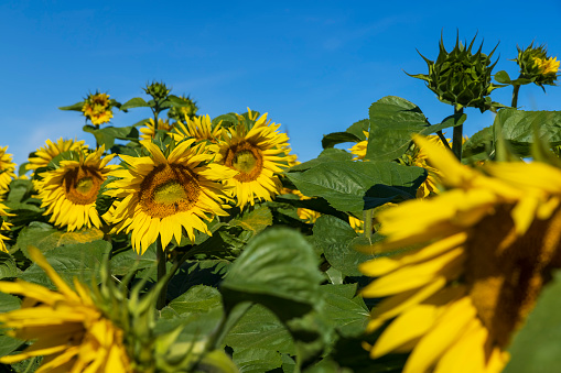 Beautiful blooming yellow sunflowers in the summer, sunflowers are grown for seed production and oil production