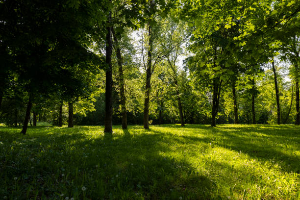 istock deciduous trees with green foliage in spring, green foliage 1866878450