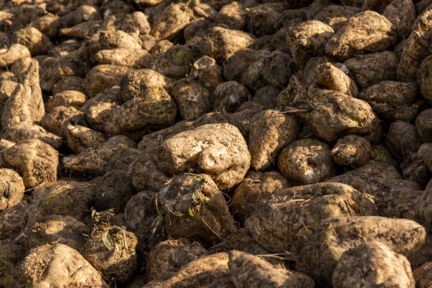 istock a pile of sugar beet harvest during harvest 1866878556