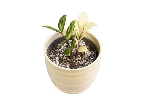 variegated zamioculcas zamiifolia plant in a ceramic pot on white isolated background