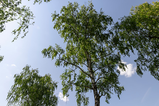 green foliage on birch trees in summer, sunny weather in birch grove