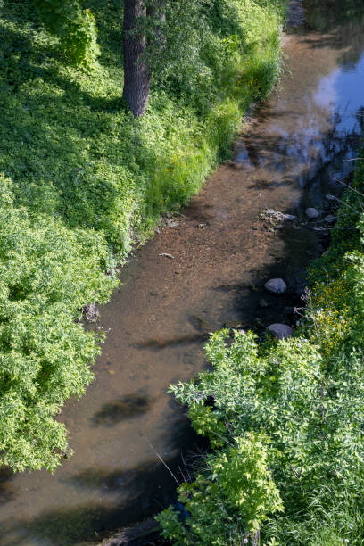 istock grass and trees growing on the birch of a small river in summer 1866878678
