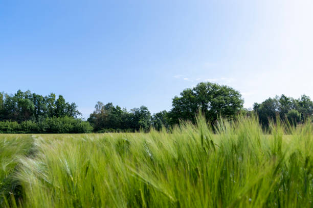 istock a lonely oak with green foliage in the summer 1866878724