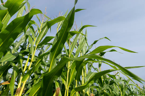 istock harvest corn for sale and income 1866878792