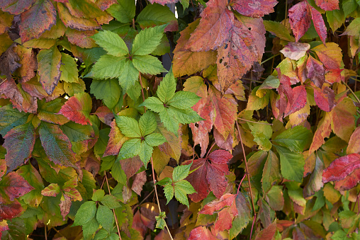 Parthenocissus quinquefolia colorful leaves