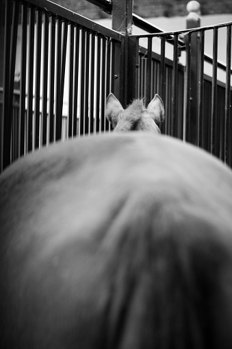 horse photographed from behind