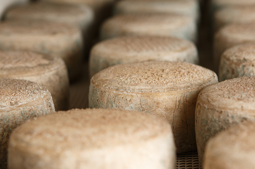 Production of artisanal cheese. In the curing process.