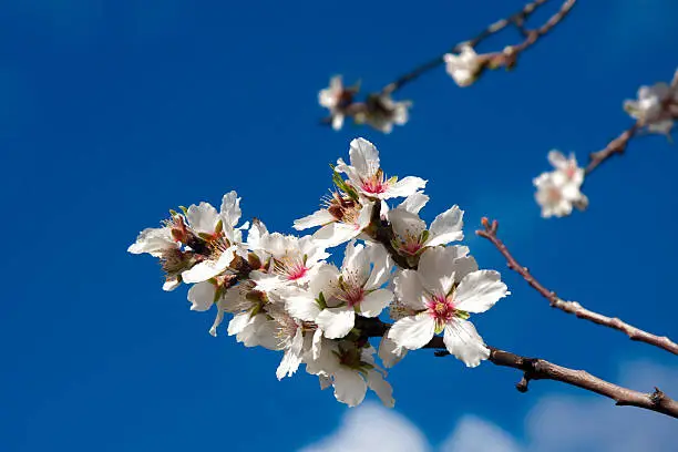 Photo of Almond blossom