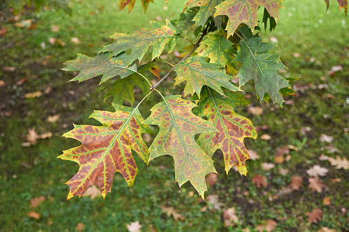 colorful foliage of Quercus rubra tree
