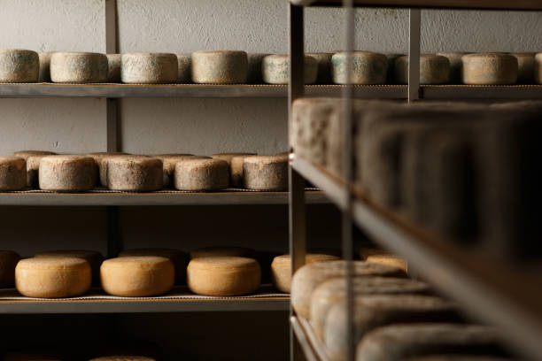 istock Production of artisanal cheese. In the curing process. 1866887511