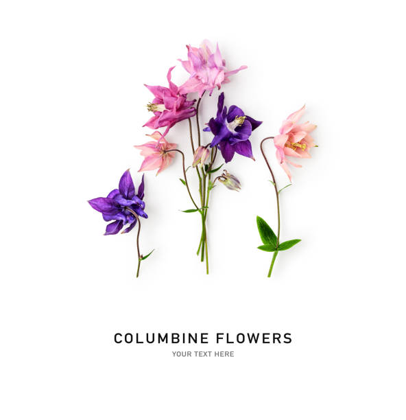 istock Columbine flowers composition isolated on white background 1866888579