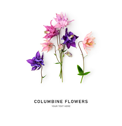Columbine flowers composition isolated on white background. Pink and blue aquilegia vulgaris flower. Creative layout. Top view, flat lay. Design element