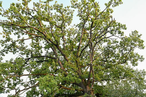 The foliage of a centuries-old oak, you can see the leaves and branches at sunset on a summer day