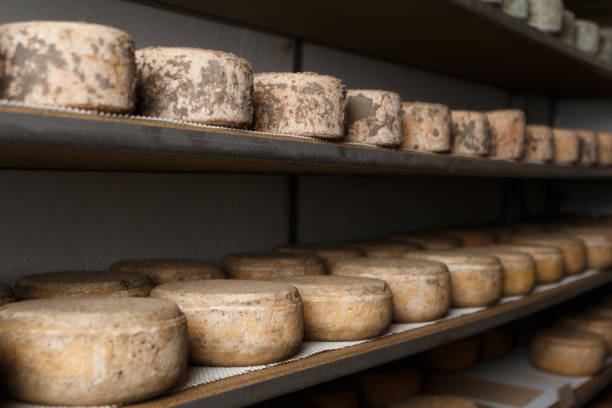 istock Production of artisanal cheese. In the curing process. 1866890733