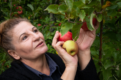 Elderly woman collecting apples in the garden