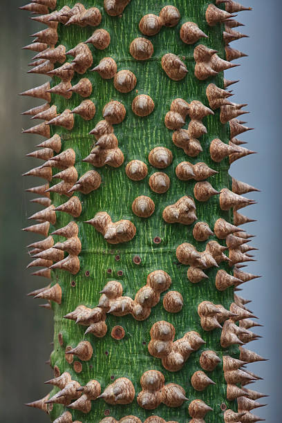 Floss Silk Tree (Ceiba speciosa) with sharp thorns stock photo