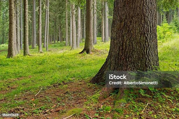Photo libre de droit de Coniferous Forêt banque d'images et plus d'images libres de droit de Alpes européennes - Alpes européennes, Arbre, Arbre à feuilles persistantes