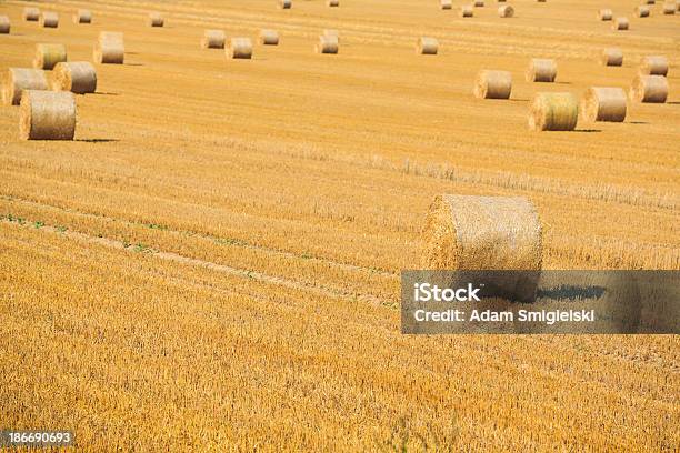 Fieno Bales - Fotografie stock e altre immagini di Agricoltura - Agricoltura, Ambientazione esterna, Ambiente