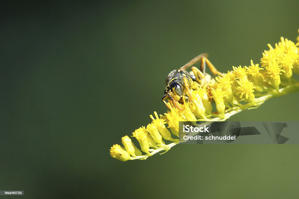 Vespa na golden rod - Foto de stock de Alimentar royalty-free