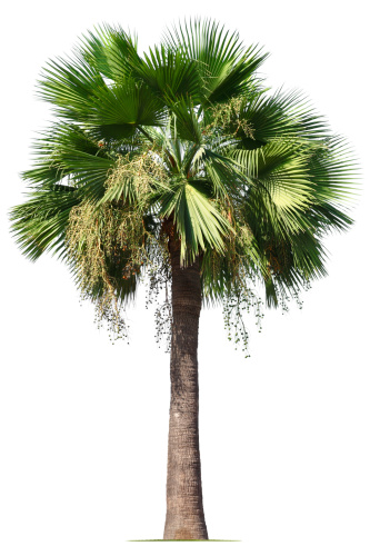 A top part of the lush date palm tree against the blue sky