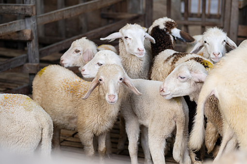 Flock of sheep in stable at livestock farm.