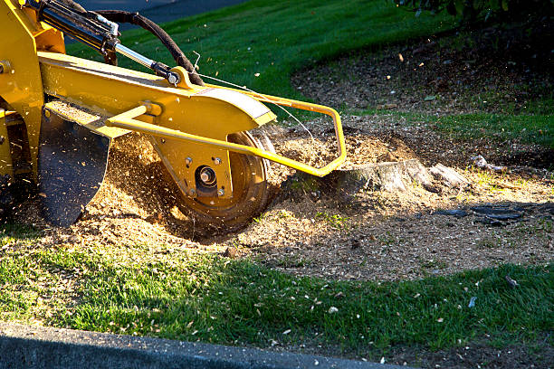 Tree Stump Grinding Grinding Tree Stump with Grinder. taking off activity stock pictures, royalty-free photos & images