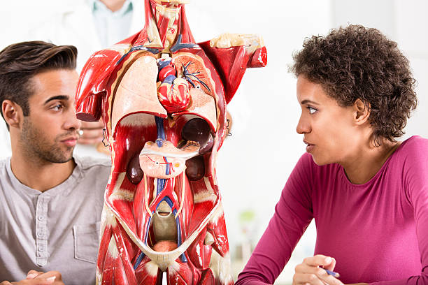 istock Student and teacher on anatomy or biology class 186690991