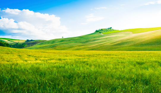 trees in a green field against a hilly landscape