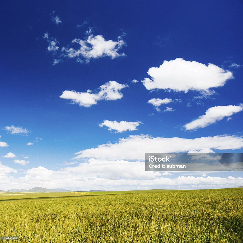 Campos de trigo verde - Royalty-free Agricultura Foto de stock