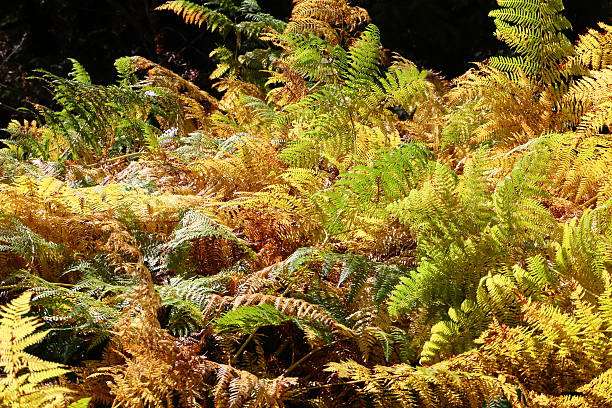istock autumn with colorful fern 186691829