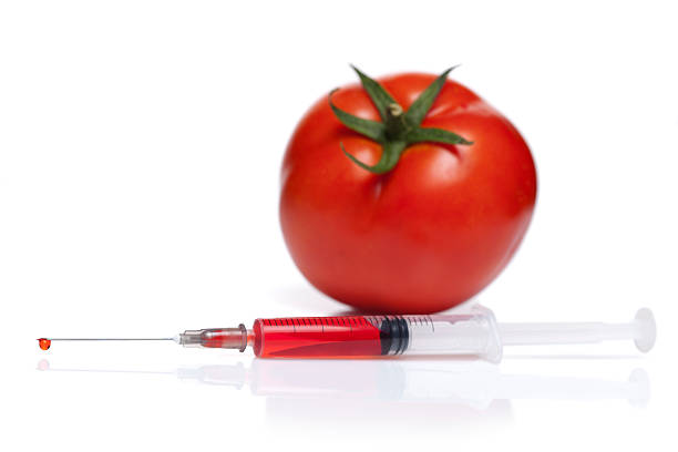 gvo-tomaten - tomato genetic modification biotechnology green stock-fotos und bilder