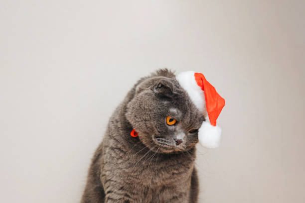 Gray shorthair cat in a Christmas cap on a light background. Christmas background with domestic animal stock photo