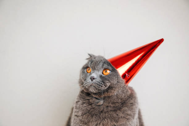 istock A gray short-haired cat in a festive red cap on a light background celebrates a birthday, close up 1866920138