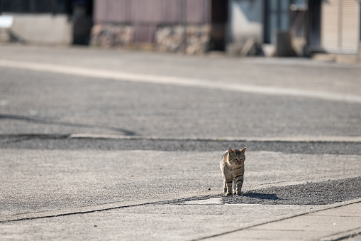 cat walking on a rural road