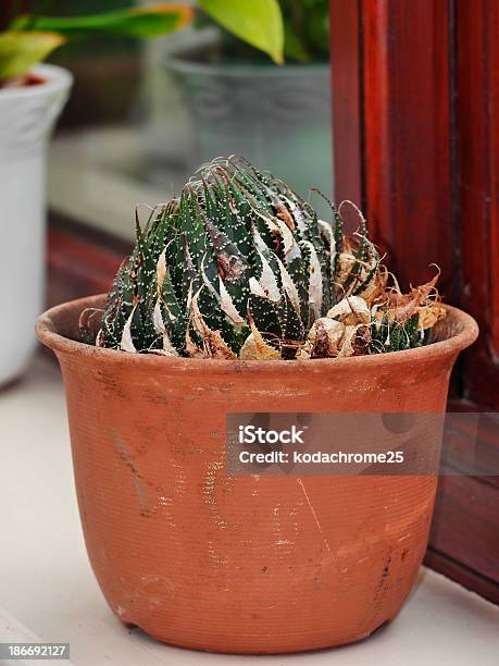 Conservatorio De Foto de stock y más banco de imágenes de Botánica - Botánica, Cactus, Casa