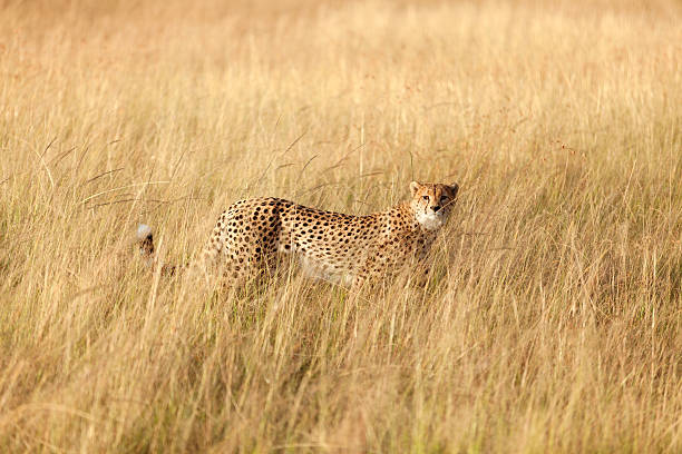 istock Male cheetah in Masai Mara 186692328