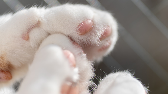 Paws of a cat Scottish Straight, top and bottom view, isolated on white background