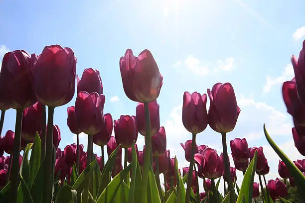 Dutch tulipfield in springtime