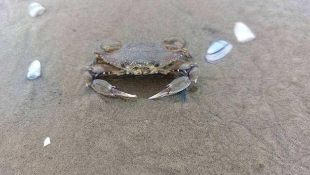 istock Crab on the beach in the morning 1866924837