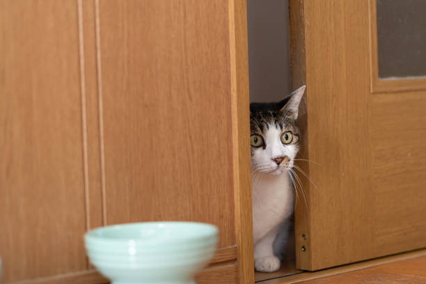 istock cat peeking through the gap in the door 1866926442